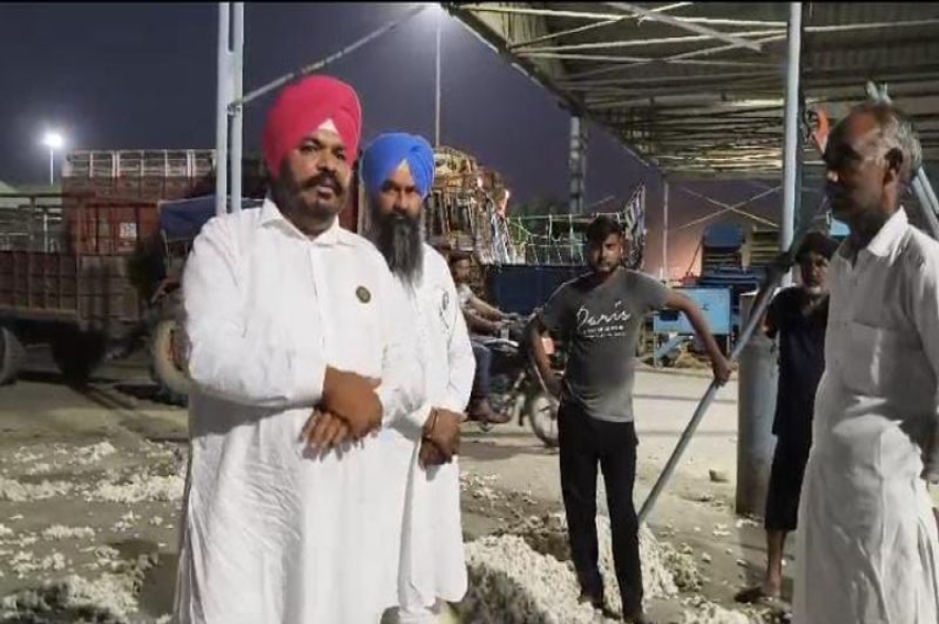 ਚਿੱਟਾ ਸੋਨਾ: ਪੰਜਾਬ &rsquo;ਚ ਰੁਲਣ ਲੱਗੀ ਨਰਮੇ ਦੀ ਫ਼ਸਲ